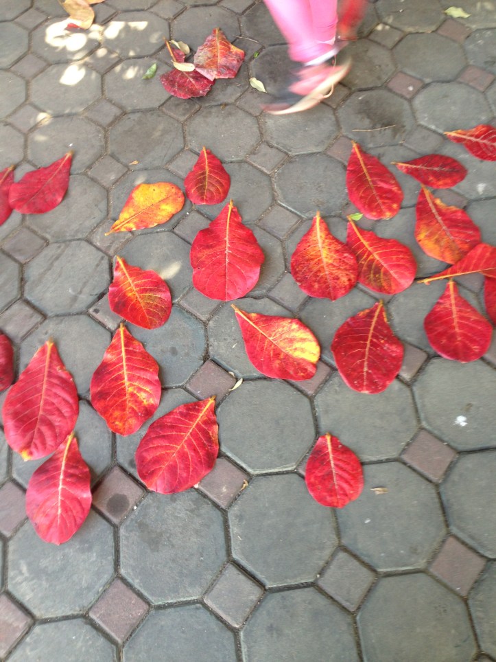 Grandi foglie rosse nel cortile di un tempio buddista, Chiang Mai, Thailandia