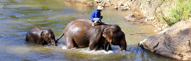 Elefanti che fanno il bagno nel fiume al centro di conservazione di Lampang, Thailandia 