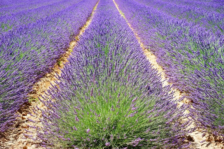Campo di Lavanda in Provenza a Giugno