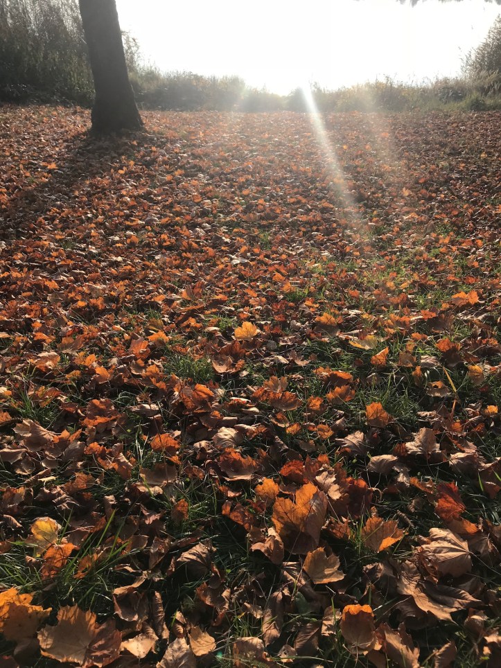 Autunno sulla Strada Romantica