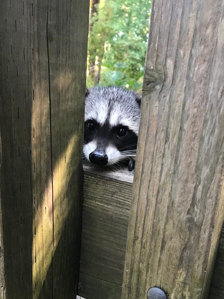 Orsetto lavatore nello Stanley park di Vancouver, Canada