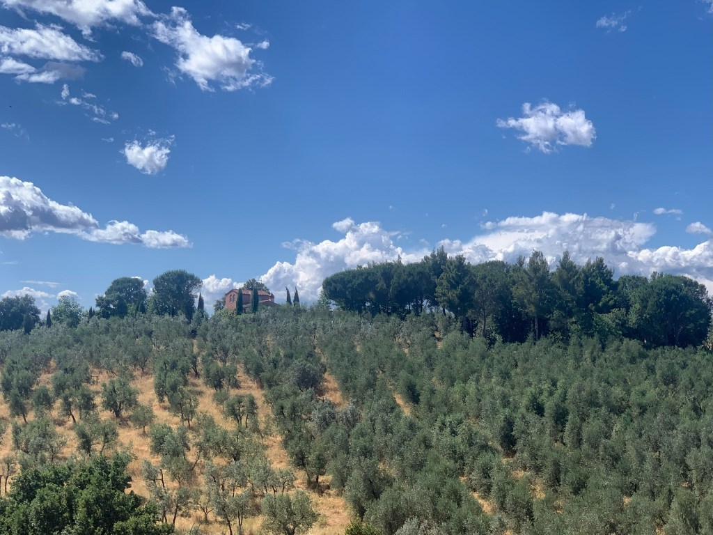 Oliveto nei dintorni di Vinci, paesaggio Toscana