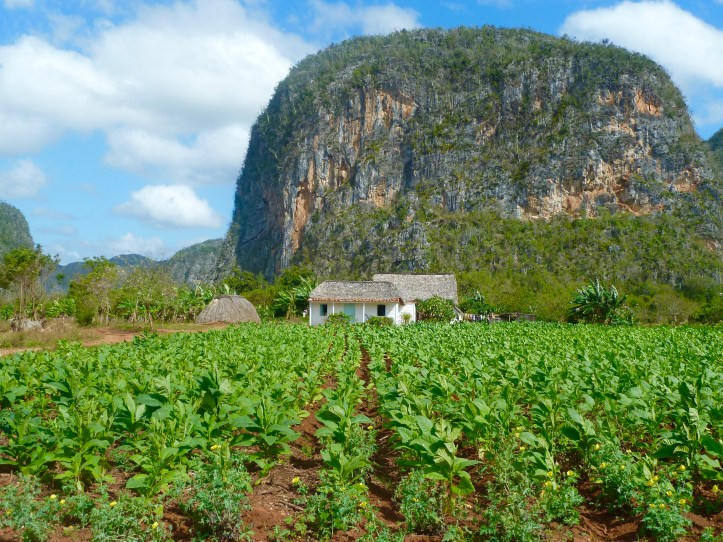 Idilliaco paesaggio di Viñales, con montagne carsiche sullo sfondo