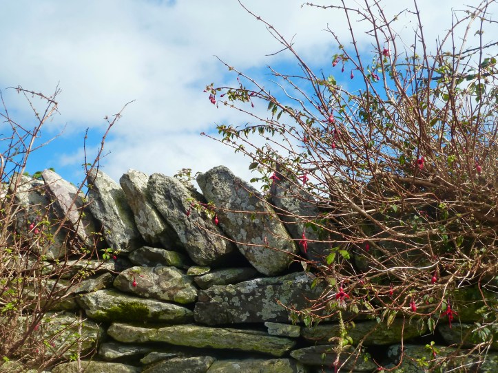 Tipico muro di pietra della campagna irlandese, penisola di Dingle, Irlanda