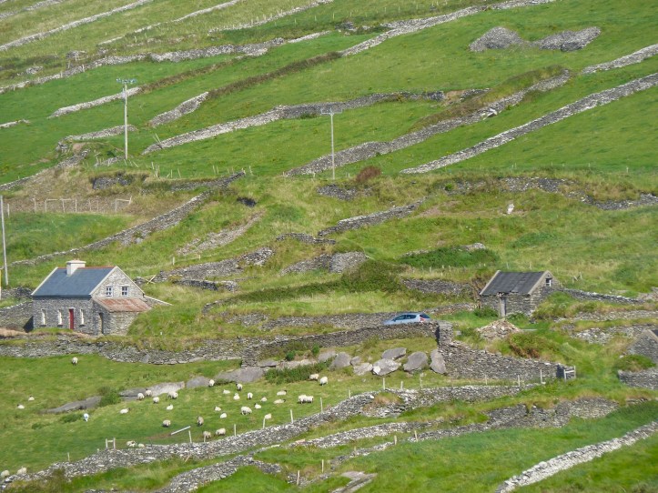 Tipico paesaggio irlandese con i muri di pietra che dividono il prato verde