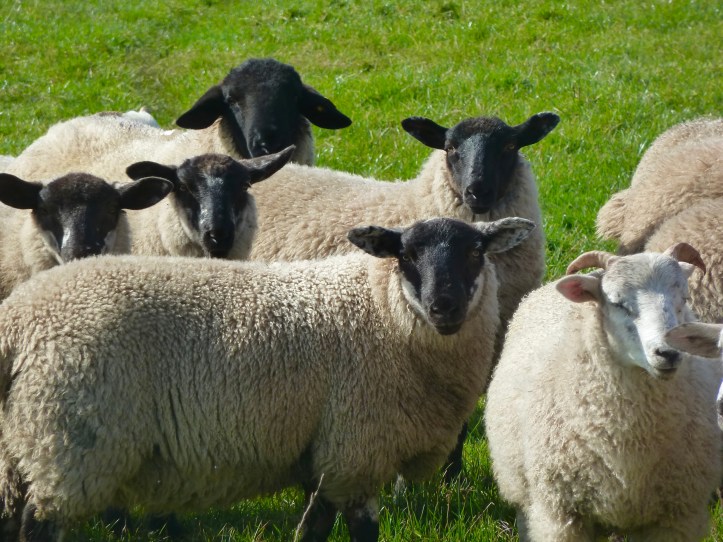 Incontro con pecore al pascolo in un verde prato irlandese. Dingle, Irlanda