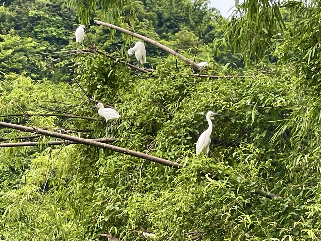 Cicogne bianche nel parco ornitologico di Ninh Binh Vietnam 